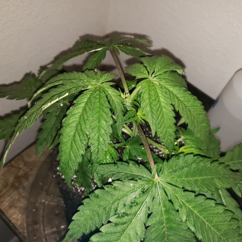 Green Crack growlog timeline photo