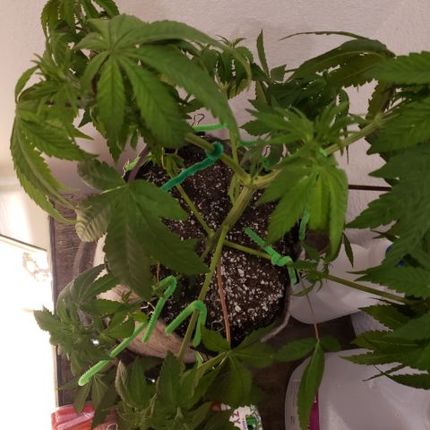 Mango Hashplant growlog timeline photo