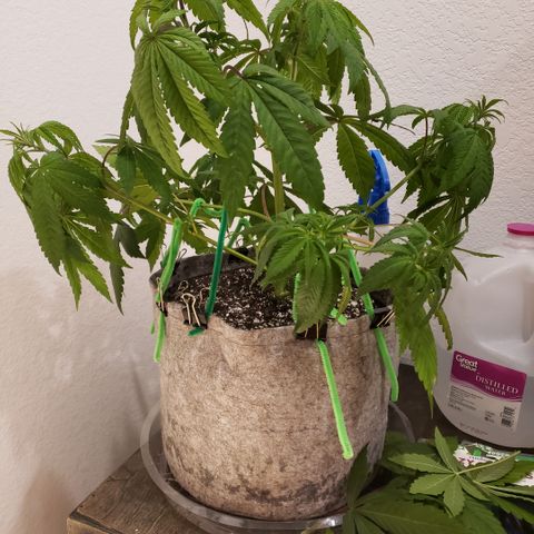 Mango Hashplant growlog timeline photo
