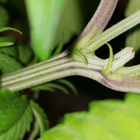 Mango Hashplant growlog timeline photo
