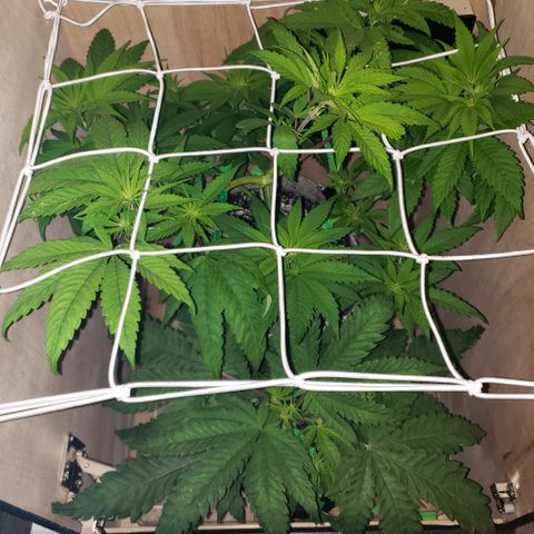 Mango Hashplant growlog photo: MH showing signs of possibly a calcium deficiency and maybe nitrogen deficiency where the leaves are yellowing. I fed last time with cal mag and 75% strength fertilizers. Will continue to monitor all new growth looks healthy.