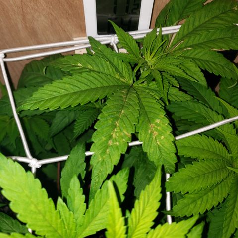 Mango Hashplant growlog photo: MH showing signs of possibly a calcium deficiency and maybe nitrogen deficiency where the leaves are yellowing. I fed last time with cal mag and 75% strength fertilizers. Will continue to monitor all new growth looks healthy.