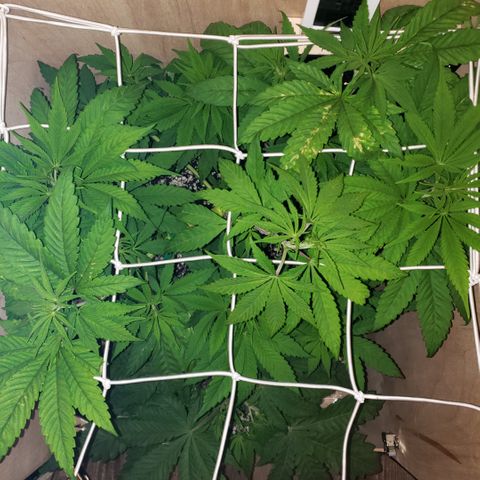 Mango Hashplant growlog timeline photo