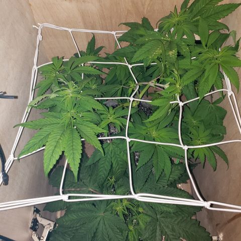 Mango Hashplant growlog timeline photo