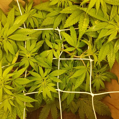 Mango Hashplant growlog timeline photo