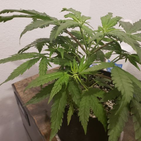 Green Crack growlog timeline photo