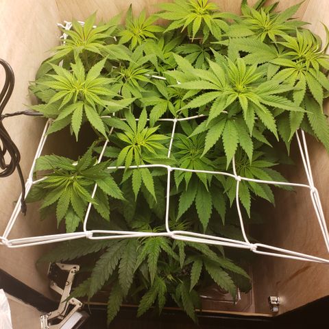 Green Crack growlog timeline photo