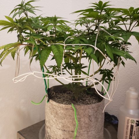 Mango Hashplant growlog photo: Before defoliation