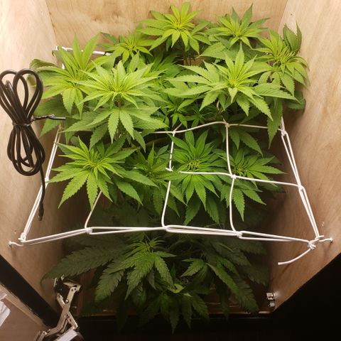 Mango Hashplant growlog timeline photo