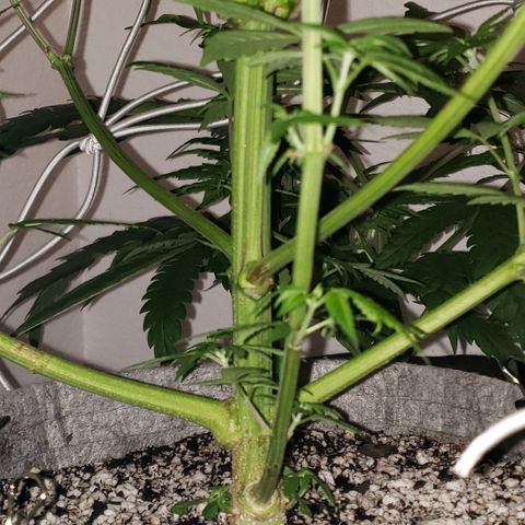 Mango Hashplant growlog timeline photo