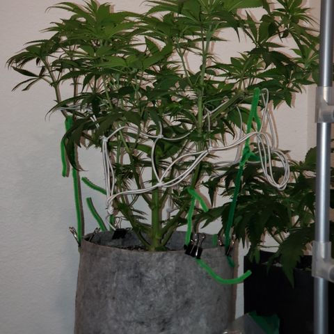 Mango Hashplant growlog timeline photo
