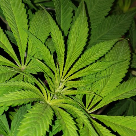Mango Hashplant growlog timeline photo