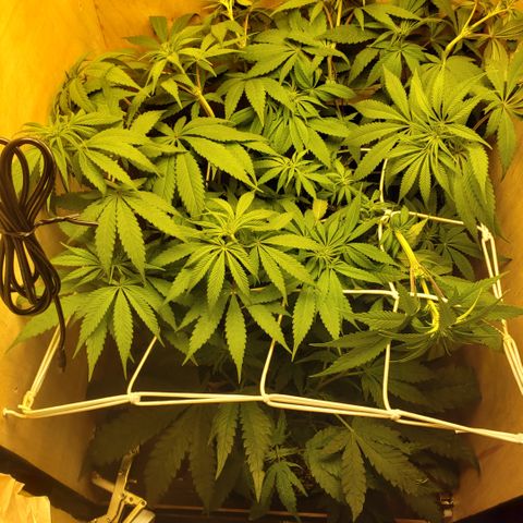 Mango Hashplant growlog photo: Before and after some defoliation