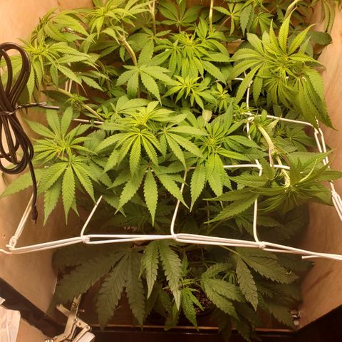 Mango Hashplant growlog photo: Before and after some defoliation