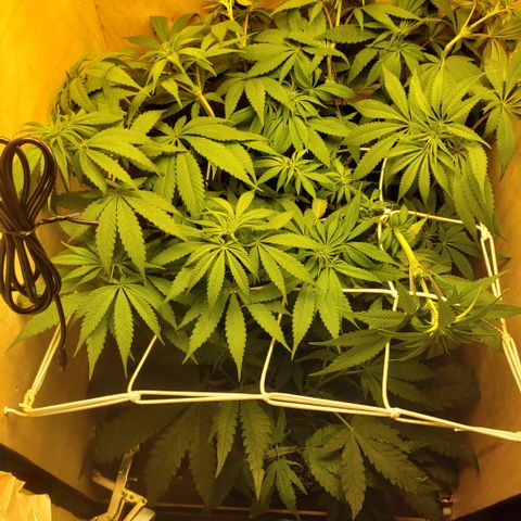 Mango Hashplant growlog timeline photo