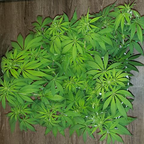 Mango Hashplant growlog timeline photo