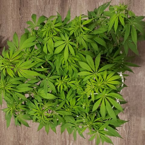 Mango Hashplant growlog timeline photo