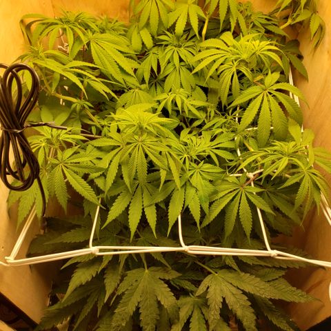 Mango Hashplant growlog timeline photo