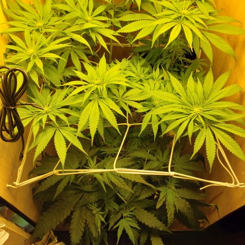 Mango Hashplant growlog timeline photo