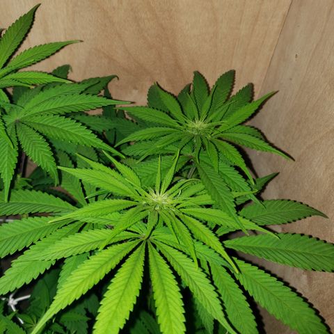 Mango Hashplant growlog timeline photo