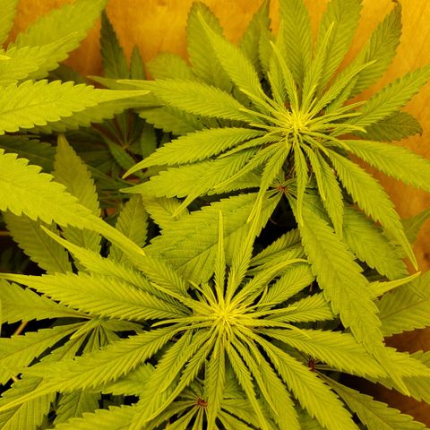 Mango Hashplant growlog timeline photo