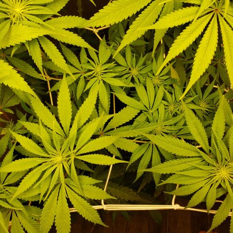 Mango Hashplant growlog timeline photo