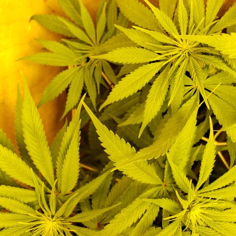 Mango Hashplant growlog timeline photo