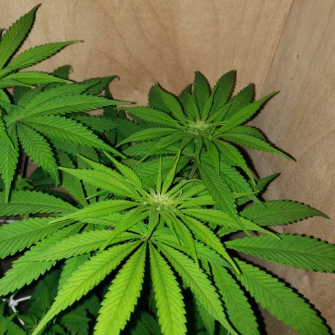 Mango Hashplant growlog timeline photo