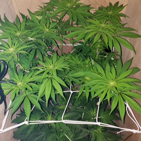 Mango Hashplant growlog timeline photo