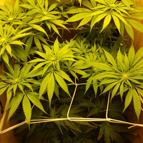 Mango Hashplant growlog timeline photo