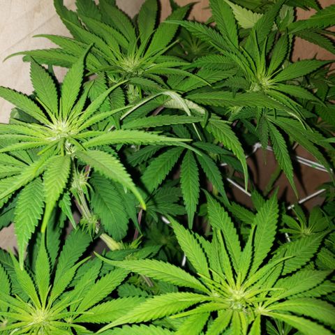 Mango Hashplant growlog timeline photo
