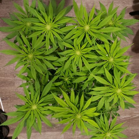 Mango Hashplant growlog timeline photo
