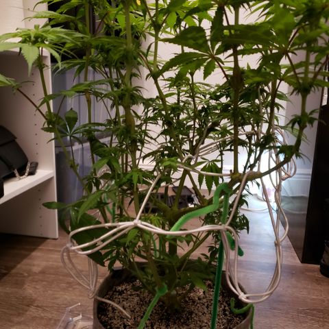 Mango Hashplant growlog timeline photo