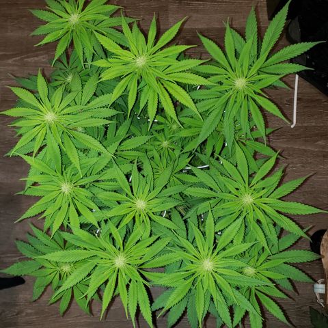 Mango Hashplant growlog timeline photo