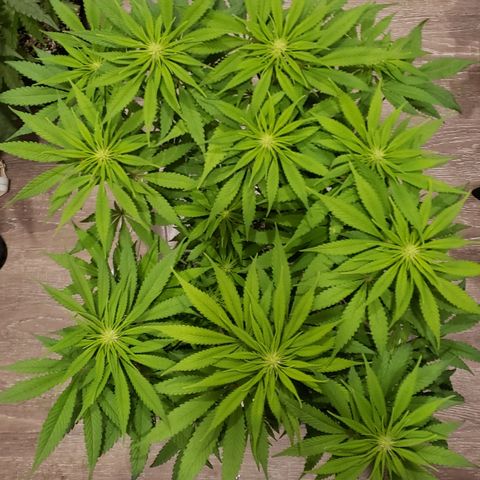 Mango Hashplant growlog timeline photo