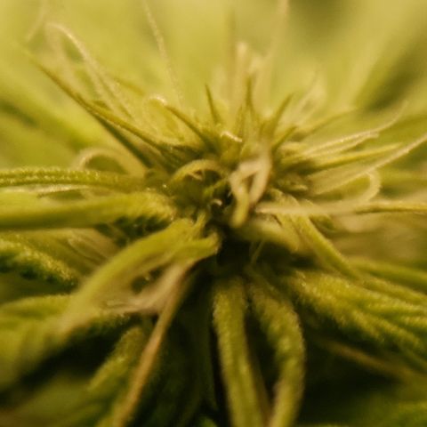 Mango Hashplant growlog timeline photo