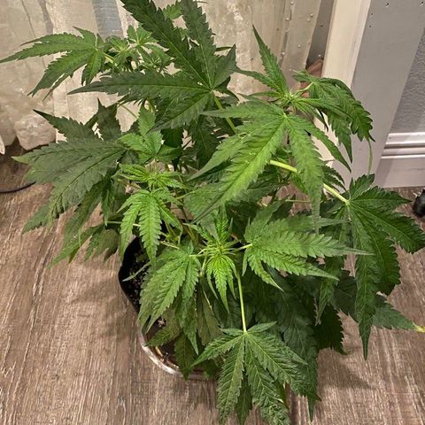 Green Crack growlog timeline photo