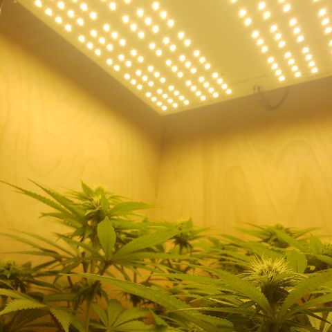 Mango Hashplant growlog timeline photo