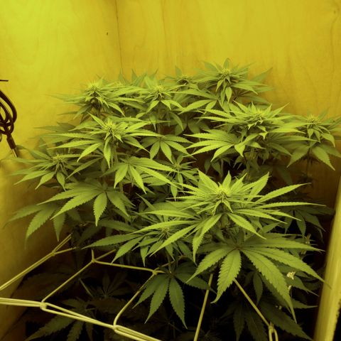 Mango Hashplant growlog timeline photo