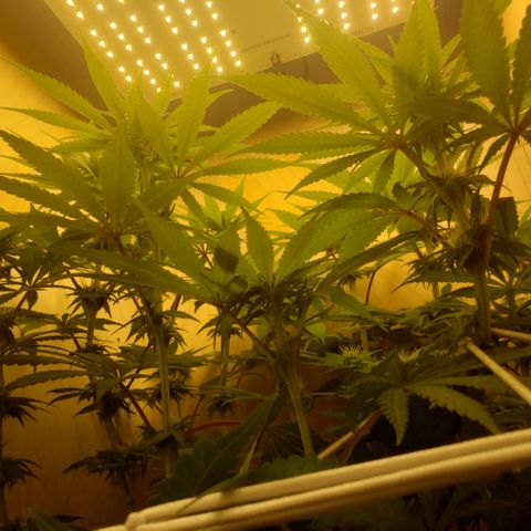 Mango Hashplant growlog timeline photo