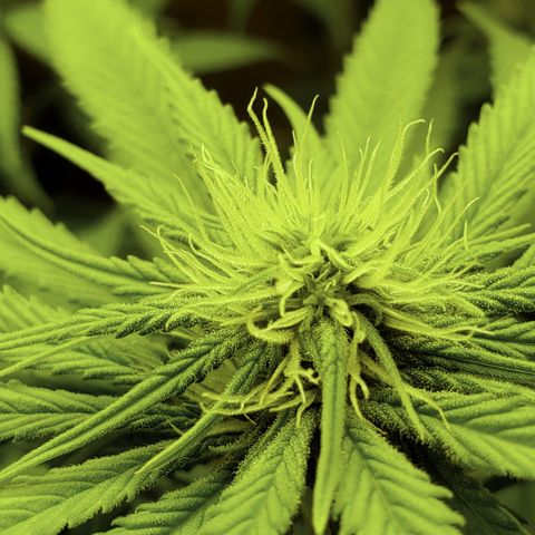Mango Hashplant growlog timeline photo