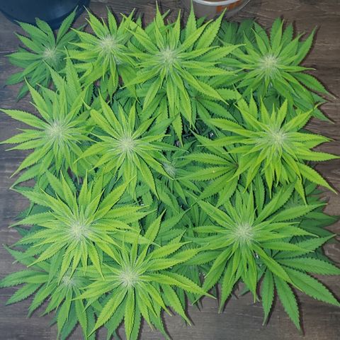 Mango Hashplant growlog timeline photo