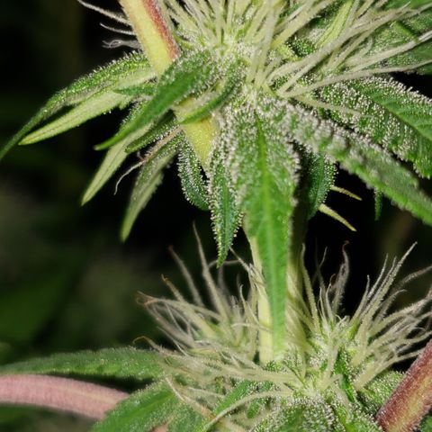 Mango Hashplant growlog timeline photo
