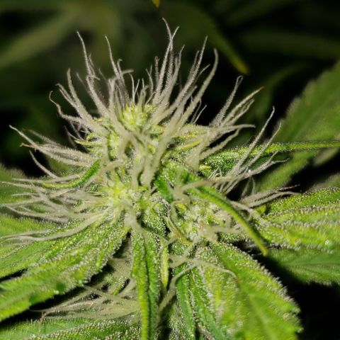 Mango Hashplant growlog timeline photo