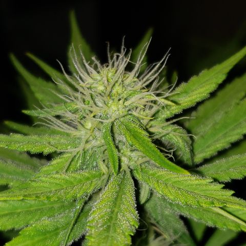 Mango Hashplant growlog timeline photo