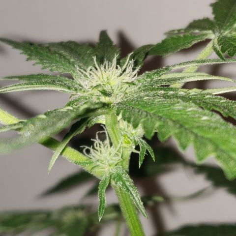 Green Crack growlog timeline photo