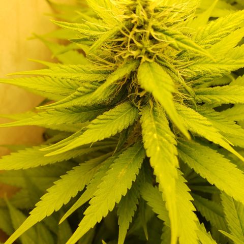 Mango Hashplant growlog timeline photo