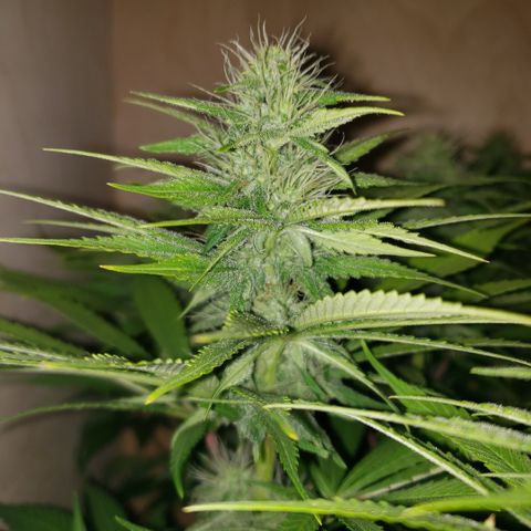 Mango Hashplant growlog timeline photo