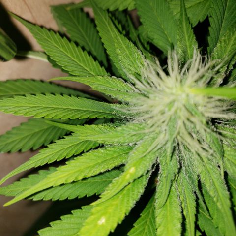 Mango Hashplant growlog timeline photo