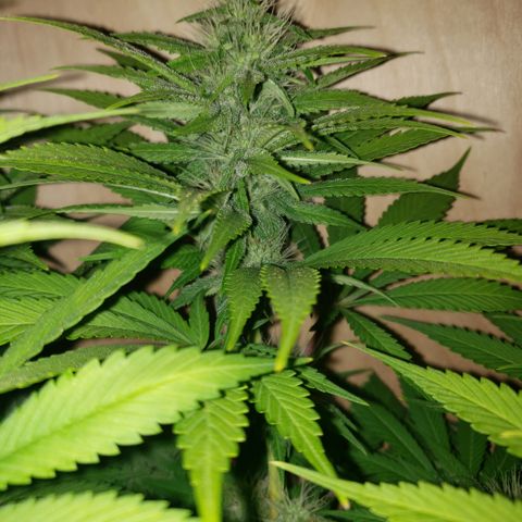 Mango Hashplant growlog timeline photo